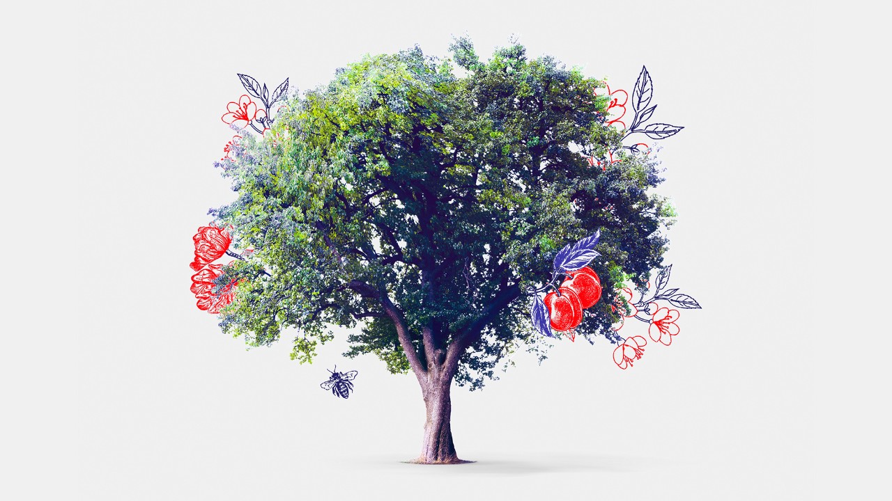 A tree