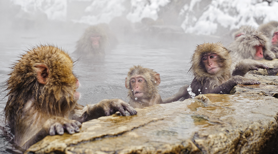 A group of monkeys in a hot spring; image used for HSBC Malaysia 7 great year-end holiday destinations article