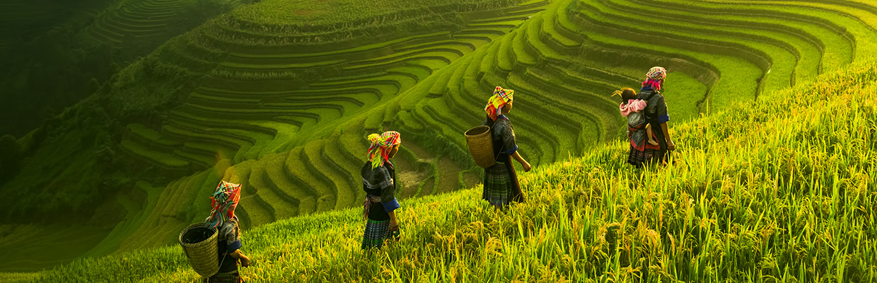 Farmers are walking in rice terraces; image used for HSBC Malaysia Liquid sustainable investing article