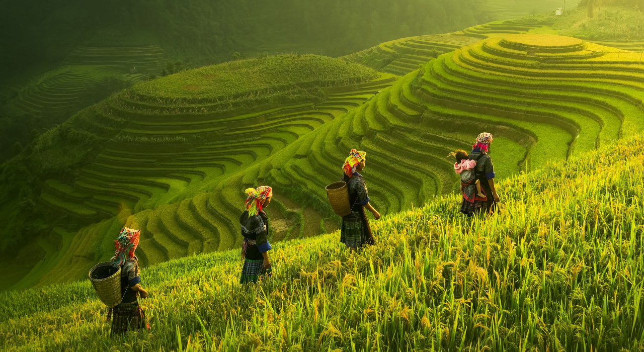 Farmers are walking in rice terraces; image used for HSBC Malaysia Liquid sustainable investing article.